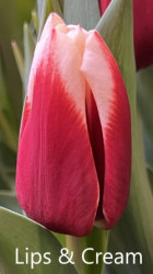 Lips-Cream
