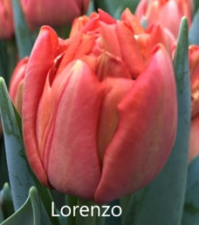 Lorenzo