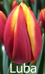 Luba