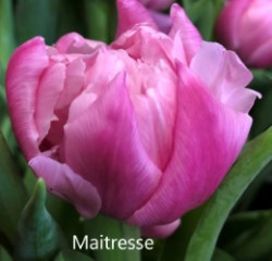 Maitresse