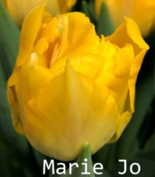 Marie-Jo