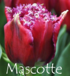 Mascotte