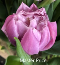 Master-Price