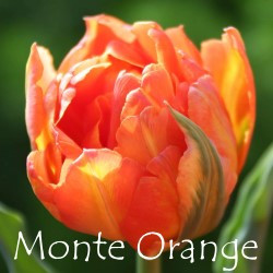 Monte-Orange