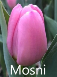 Mosni