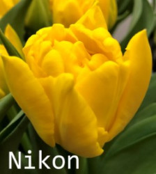 Nikon