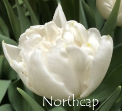 North-Cap