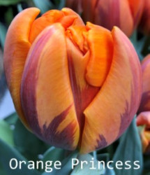 Orange-Princess