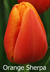 Orange Sherpa