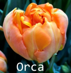 Orca