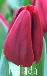 Pallada
