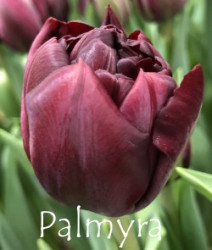 Palmyra