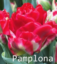 Pamplona