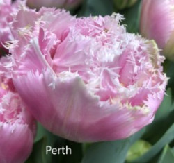 Perth
