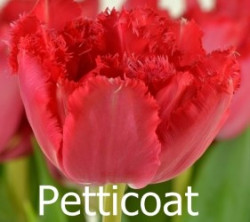 Petticoat