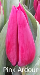 Pink-Ardour