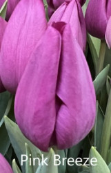 Pink-Breeze