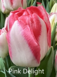 Pink-Delight
