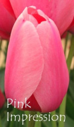 Pink-Impression