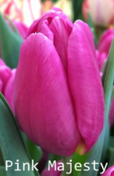 Pink-Majesty