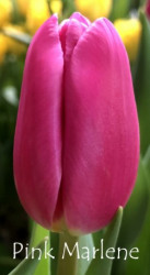 Pink-Marlene
