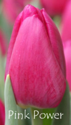 Pink Power