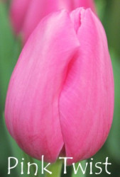 Pink Twist