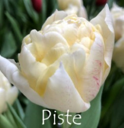 Piste