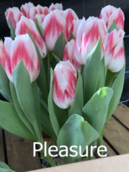 Pleasure