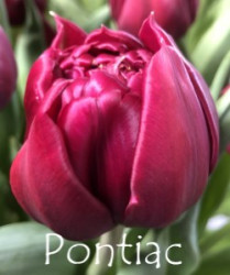 Pontiac