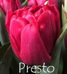 Presto