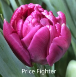 Price-Fighter