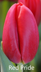 Pride Red