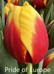 Pride-of-Europe