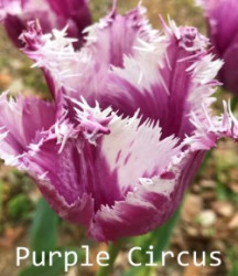 Purple-Circus