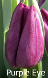 Purple-Eye