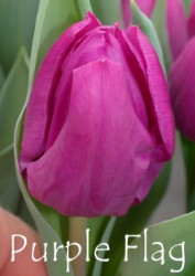Purple-Flag