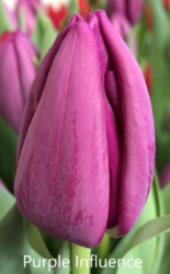 Purple-Influence