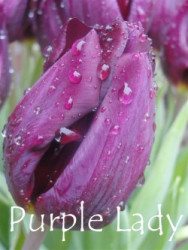 Purple-Lady