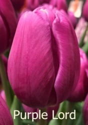 Purple-Lord