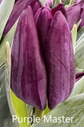 Purple-Master