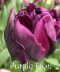 Purple-Pion