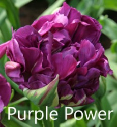 Purple-Power