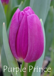 Purple-Prince