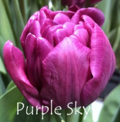 Purple-Sky