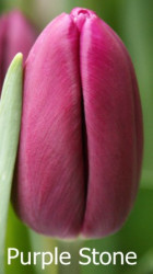 Purple Stone