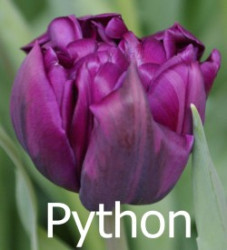 Python