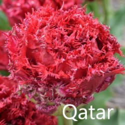 Qatar