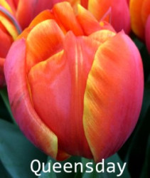 Queensday