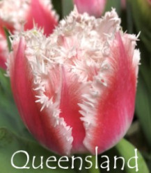 Queensland